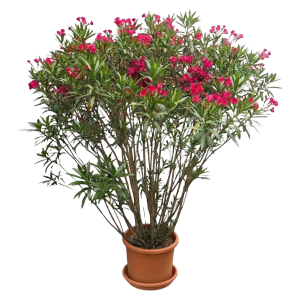 Oleander Busch XXL 1